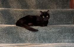 Lost Female Cat last seen Lake Placid Subdivision at 1904 Tupper Ct, Va Beach, Virginia Beach, VA 23453