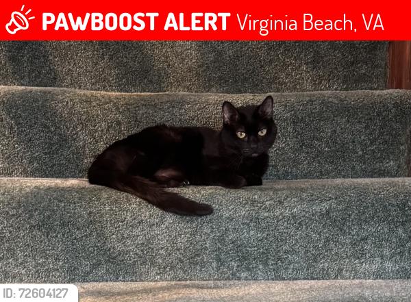 Lost Female Cat last seen Lake Placid Subdivision at 1904 Tupper Ct, Va Beach, Virginia Beach, VA 23453