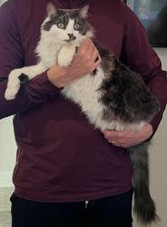 Lost Male Cat last seen Tortoise Lane, Franklin Lakes, N.J. , Franklin Lakes, NJ 07417