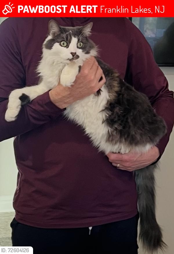 Lost Male Cat last seen Tortoise Lane, Franklin Lakes, N.J. , Franklin Lakes, NJ 07417