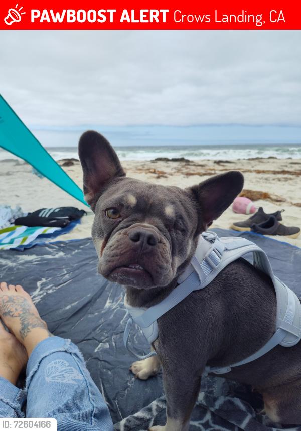 Lost Female Dog last seen Crows Landing Road in Monte Vista, Crows Landing, CA 95313