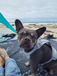 Lost Female Dog last seen Crows Landing Road in Monte Vista, Crows Landing, CA 95313