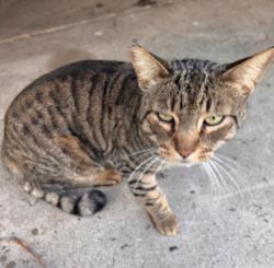 Lost Male Cat last seen Baseline between Citrus & Barranca, Azusa, CA 91702