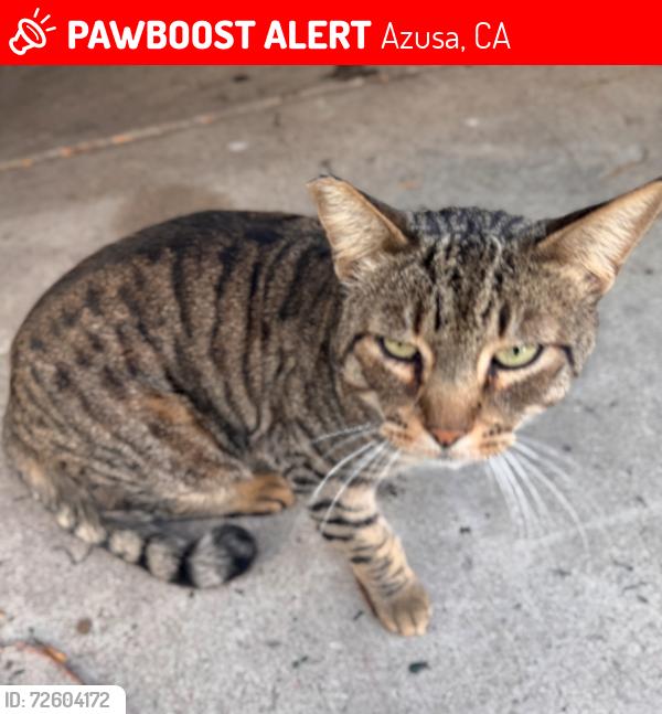 Lost Male Cat last seen Baseline between Citrus & Barranca, Azusa, CA 91702