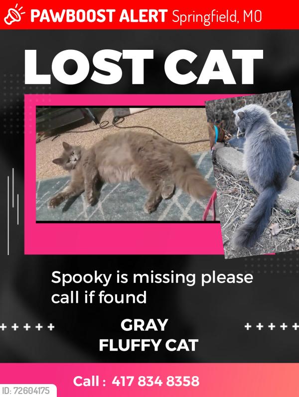 Lost Female Cat last seen Cross street Kearny and prospect , Springfield, MO 65803