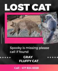 Lost Female Cat last seen Cross street Kearny and prospect , Springfield, MO 65803