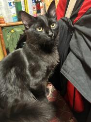 Lost Male Cat last seen Lost at Rockaway Beach parking lot by the quarry, Pacifica, CA 94044