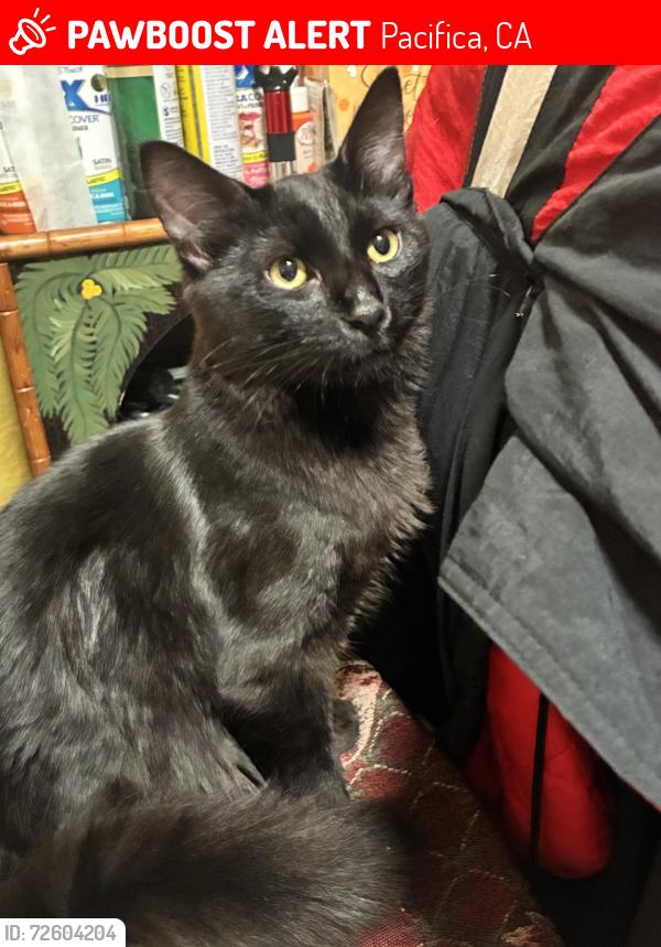 Lost Male Cat last seen Lost at Rockaway Beach parking lot by the quarry, Pacifica, CA 94044