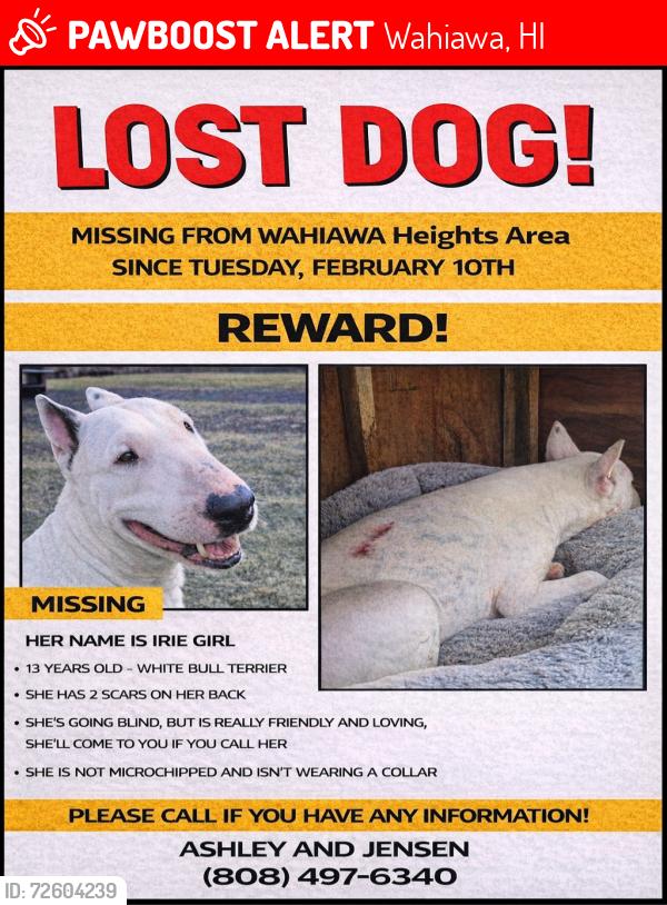 Lost Female Dog last seen California Ave, Wahiawā , Wahiawa, HI 96786