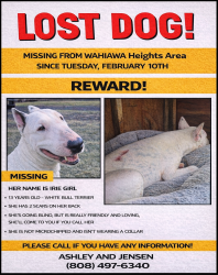 Lost Female Dog last seen California Ave, Wahiawā , Wahiawa, HI 96786