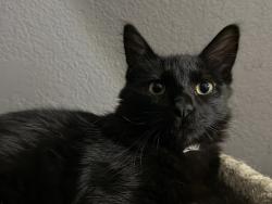 Lost Male Cat last seen Allende St and Hidalgo St, Seguin, TX 78155