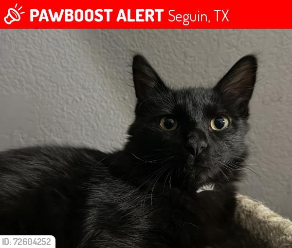 Lost Male Cat last seen Allende St and Hidalgo St, Seguin, TX 78155