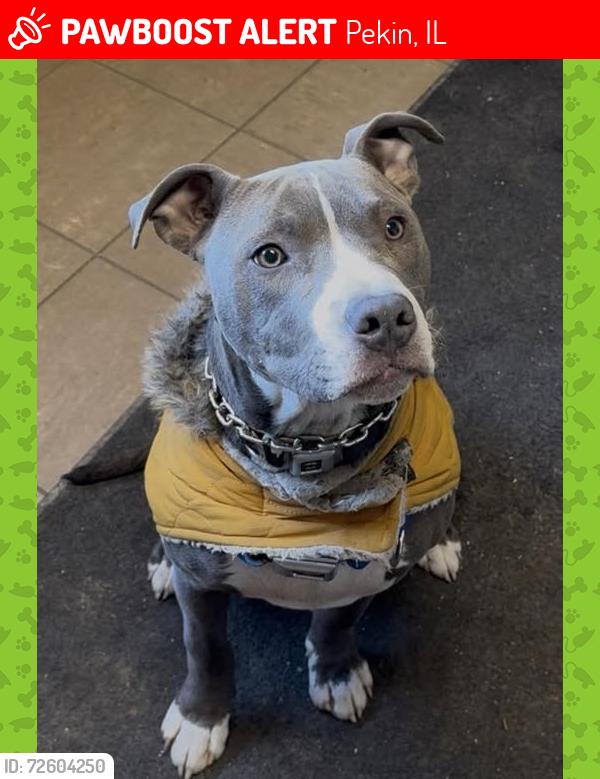 Lost Male Dog last seen winter st and park st pekin Il, Pekin, IL 61554