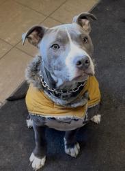 Lost Male Dog last seen winter st and park st pekin Il, Pekin, IL 61554