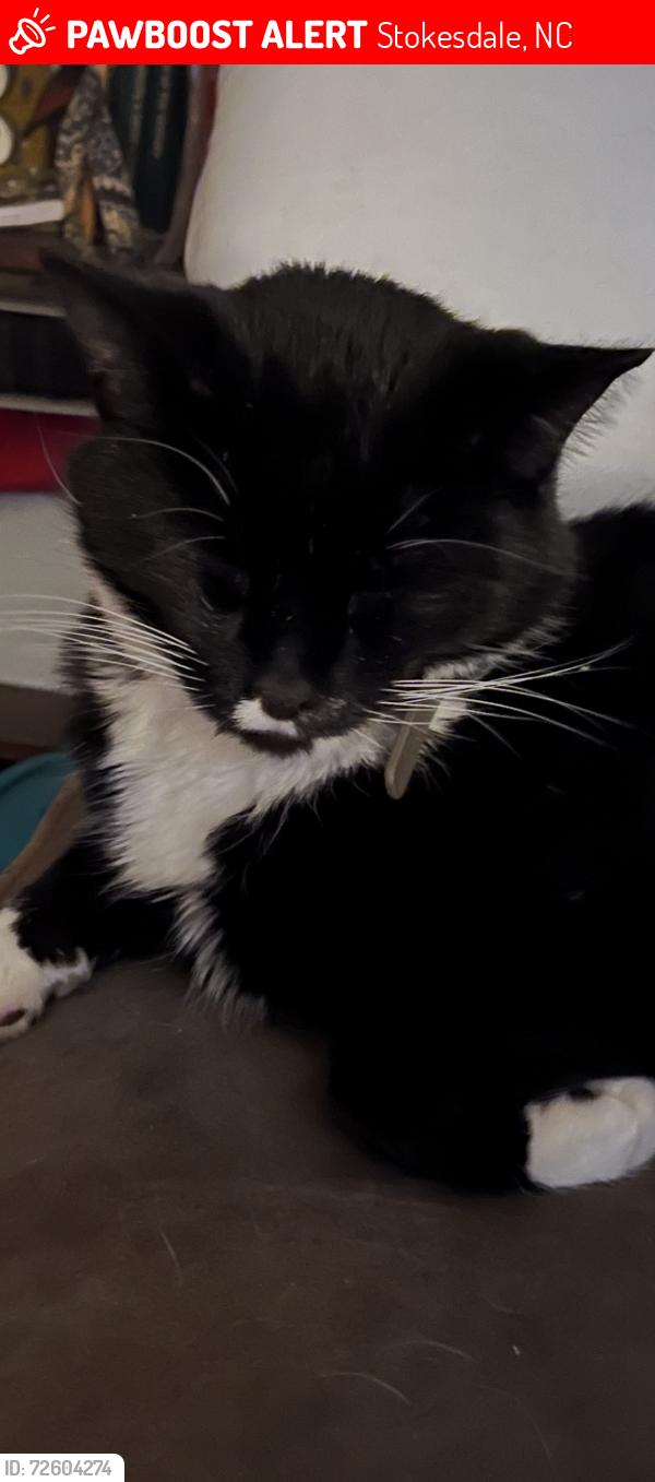 Lost Male Cat last seen Hwy 158 and Hwy 68 North, Stokesdale, NC 27357