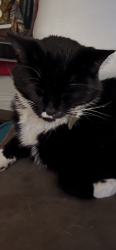 Lost Male Cat last seen Hwy 158 and Hwy 68 North, Stokesdale, NC 27357