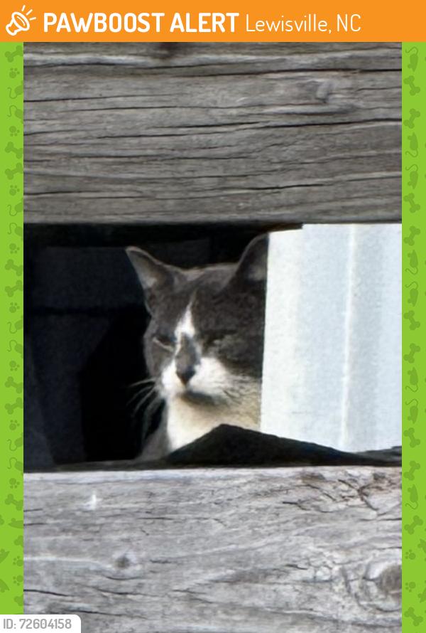 Found/Stray Unknown Cat last seen Concord Road at Brook Meadow Lane Lewisville, Lewisville, NC 27023
