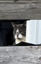 Found/Stray Unknown Cat last seen Concord Road at Brook Meadow Lane Lewisville, Lewisville, NC 27023