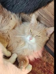 Lost Male Cat last seen 7th & moss , West Pleasant View, CO 80401