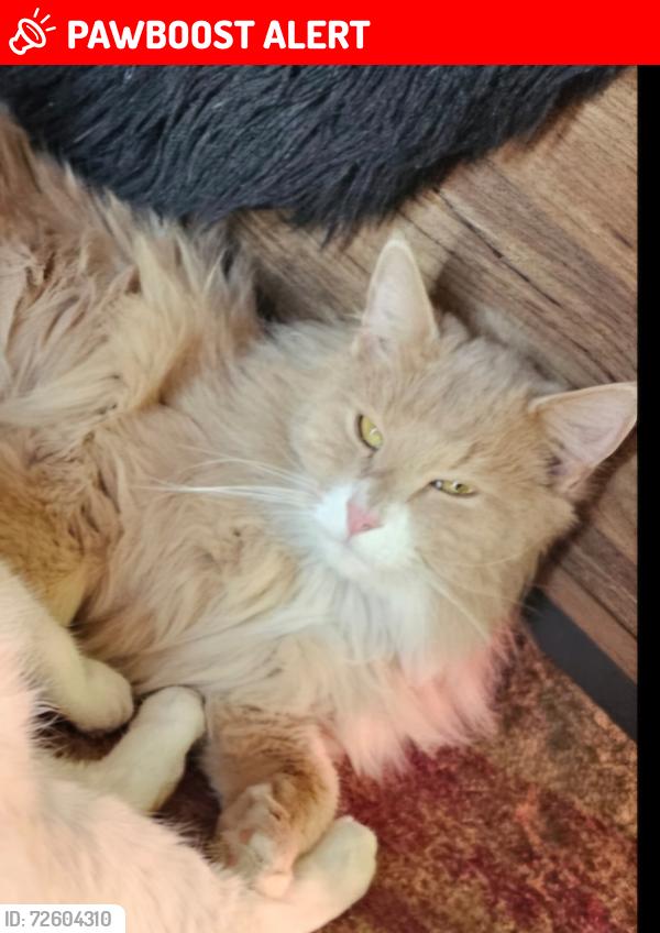 Lost Male Cat last seen 7th & moss , West Pleasant View, CO 80401