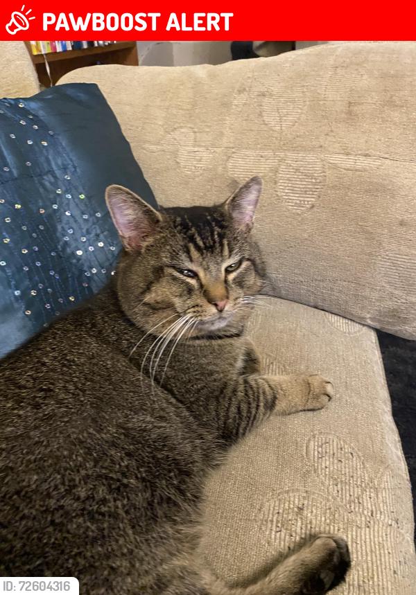 Lost Male Cat last seen Exe Hill, Torbay, England TQ2 7RP