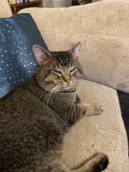 Lost Male Cat last seen Exe Hill, Torbay, England TQ2 7RP
