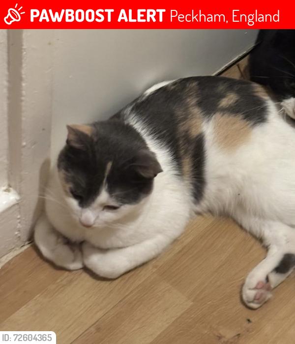 Lost Female Cat last seen Harris academy Peckham , Peckham, England 