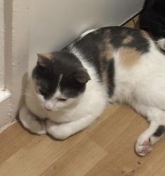 Lost Female Cat last seen Harris academy Peckham , Peckham, England 
