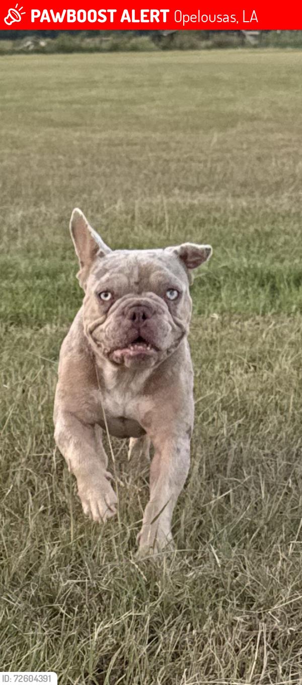 Lost Male Dog last seen Hwy 103 and school rd, Opelousas, LA 70570