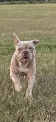 Lost Male Dog last seen Hwy 103 and school rd, Opelousas, LA 70570