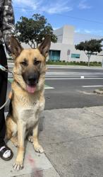 Found/Stray Male Dog last seen Santa ana in third and baker street, Santa Ana, CA 92701