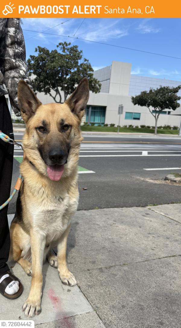 Found/Stray Male Dog last seen Santa ana in third and baker street, Santa Ana, CA 92701