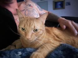 Lost Male Cat last seen Stahl rd & Judson , San Antonio, TX 78247