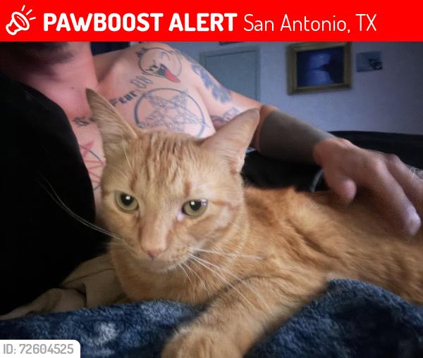Lost Male Cat last seen Stahl rd & Judson , San Antonio, TX 78247