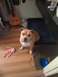 Lost Male Dog last seen Mission, Pomona, CA 91799