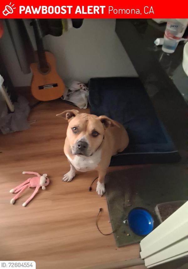 Lost Male Dog last seen Mission, Pomona, CA 91799