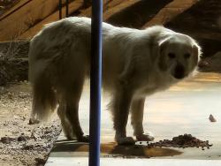 Found/Stray Male Dog last seen Sandy Point beach, Buffalo Springs, TX 79404