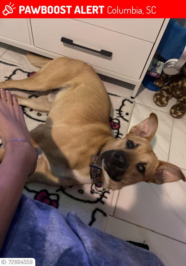 Lost Male Dog last seen Bratton st red hse , Columbia, SC 29205