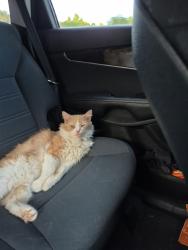 Lost Male Cat last seen Pembroke Pines, Pembroke Pines, FL 33025