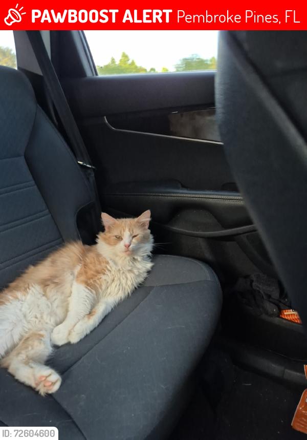 Lost Male Cat last seen Pembroke Pines, Pembroke Pines, FL 33025