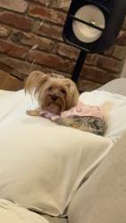 Lost Female Dog last seen Winery and lane, Fresno, CA 93727
