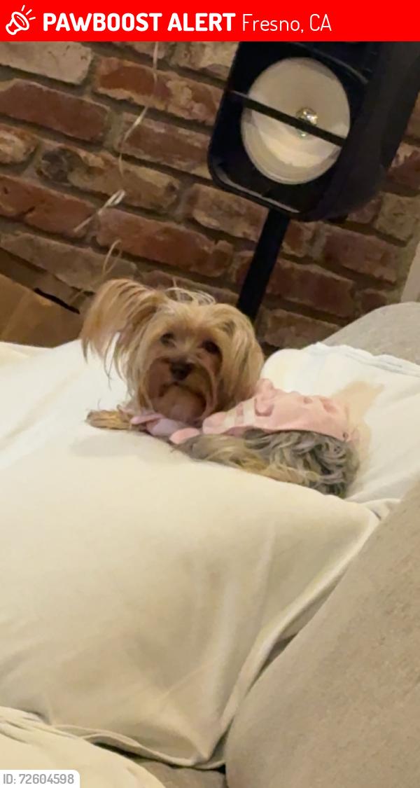 Lost Female Dog last seen Winery and lane, Fresno, CA 93727