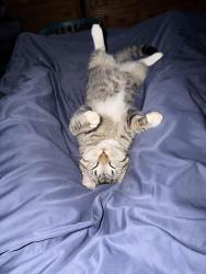 Lost Male Cat last seen 105th Ave & Calle del Sol, Phoenix, AZ 85037