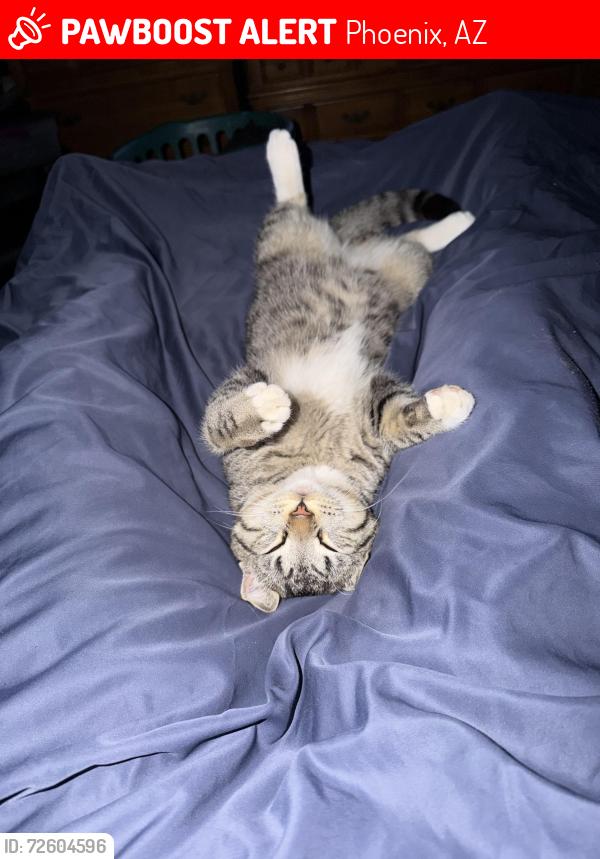 Lost Male Cat last seen 105th Ave & Calle del Sol, Phoenix, AZ 85037