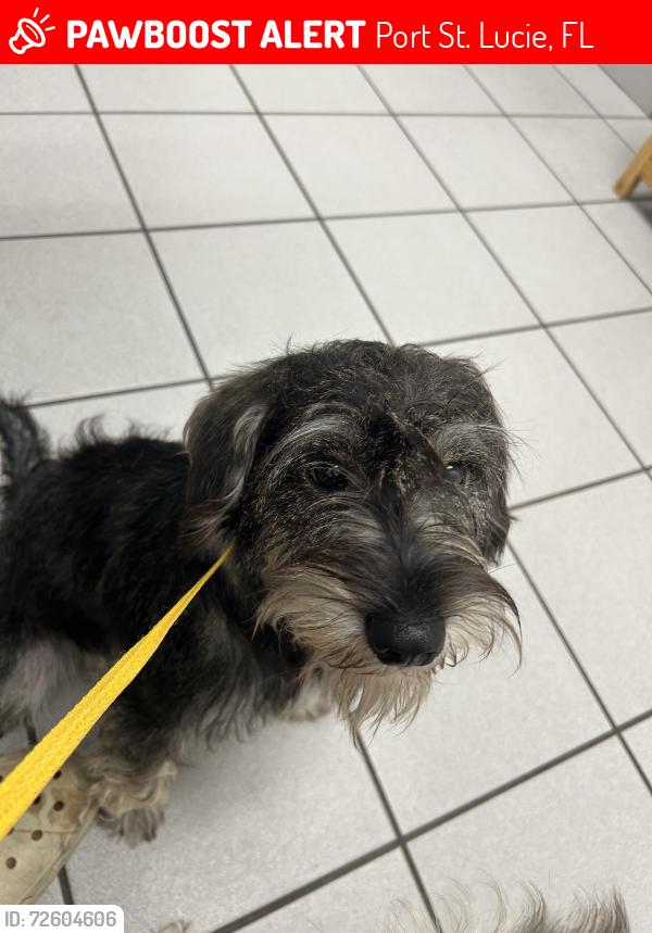 Lost Male Dog last seen Becker road turnpike , Port St. Lucie, FL 34953