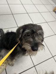 Lost Male Dog last seen Becker road turnpike , Port St. Lucie, FL 34953