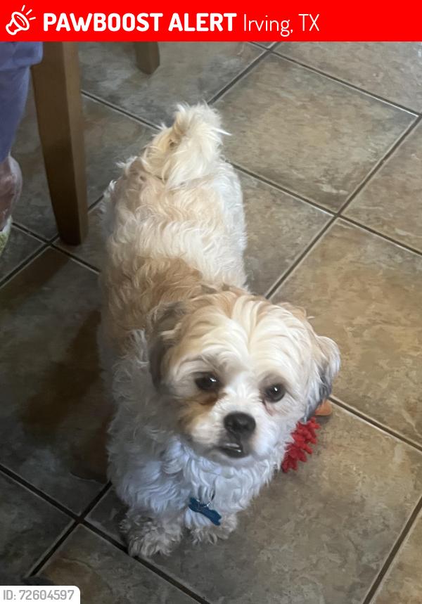 Lost Male Dog last seen Near comflans rd , Irving, TX 75061