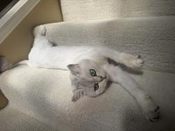 Lost Female Cat last seen Near e Yale loop Irvine, Irvine, CA 92604
