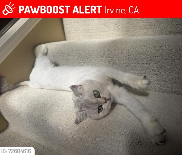 Lost Female Cat last seen Near e Yale loop Irvine, Irvine, CA 92604