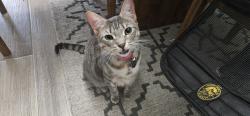 Lost Female Cat last seen Bird of Paradise Ln and Spider Lily Ln, Lafayette, LA 70508